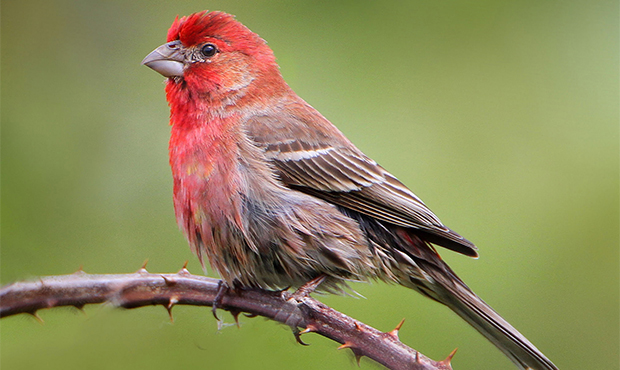 Common Birds Bring Economic Vitality To Cities, New Study Finds