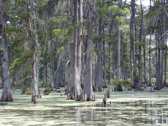 800px-Cypresses