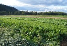 Can the Seattle Comprehensive Plan Slow Urban Sprawl and Prevent Farmland Loss?