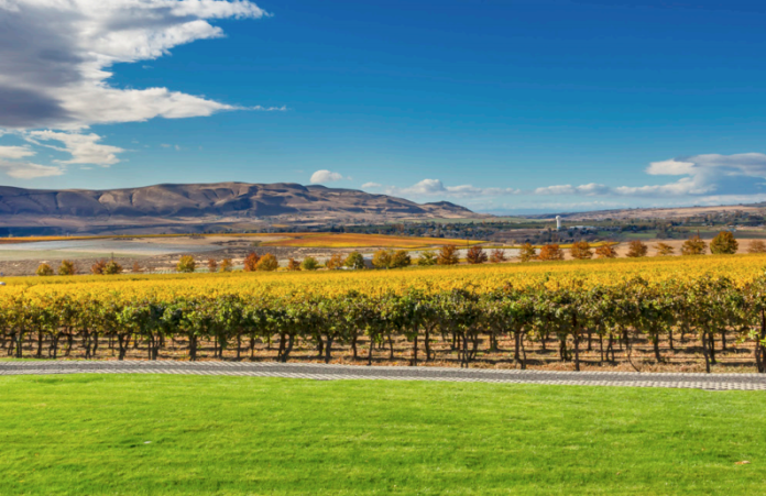 Benton City Vineyards
