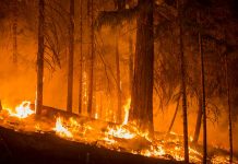 Gaslighter: When A Climate Commitment Act Is Not Climate Action (Op-ed) A forest engulfed in flames.