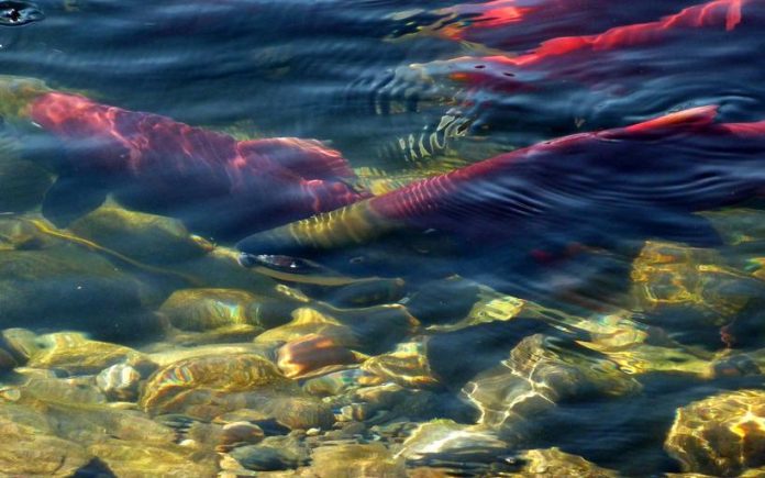 sockeye_salmon_adams_river Sockeye salmon spawning in the Adams River. (Photo by Pixabay)