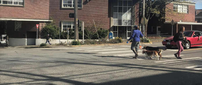 Sand Point Way Pedestrian and dogs use a crosswalk in Sand Point while a convertible driver yields.