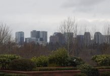 A Perspective from the City Across the Lake A row of skyscrapers behind a row of trees at a Bellevue park.