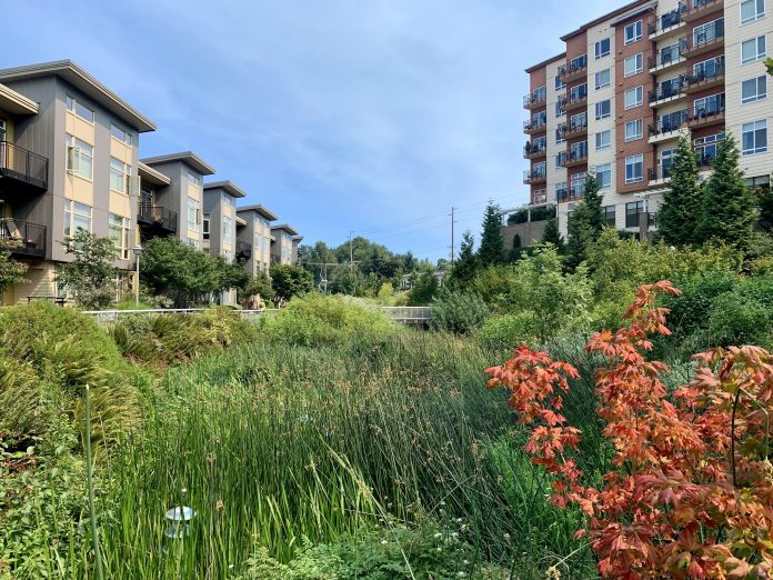 B261C8BB-BE03-4018-BC22-FBFD957A131E_1_201_a-min A photo of a natural wetland area between two tall apartment buildings.