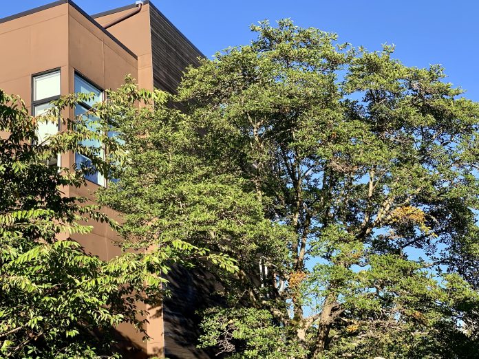 A photo shows a large tree next two a modern brown building.