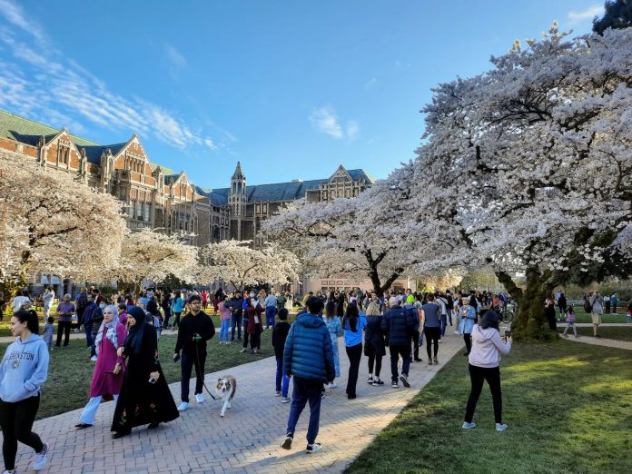 Dozens and dozens crowd the brick paths and grassy lawns of the Quad with the cherry blossoms peaking above them and brick dormitories and lecture halls in the background.