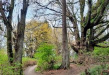 Upcoming Events: Discovery Park Walking Tour Saturday and Cowen Park Picnic Tuesday August 30th