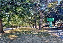 Seattle Can Take Its New Tree Ordinance and Apply It to Itself