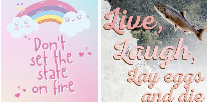 Cute Twitter posts, one rainbows saying "Don't set the state on fire." The other a leaping salmon saying "Live, laugh, lay eggs, and die."