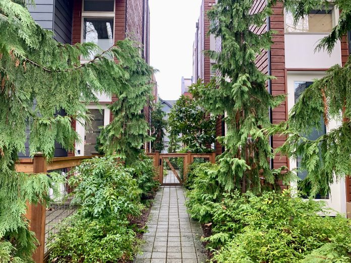 missing middle housing townhouses a path between two townhouses with evergreen trees
