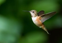 The Urbanist Podcast: Let’s Go Bird Watching in Seattle