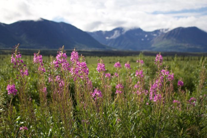 Alaska - 4 Mountain range in the background and pink fireweed plants along the road in the foreground.