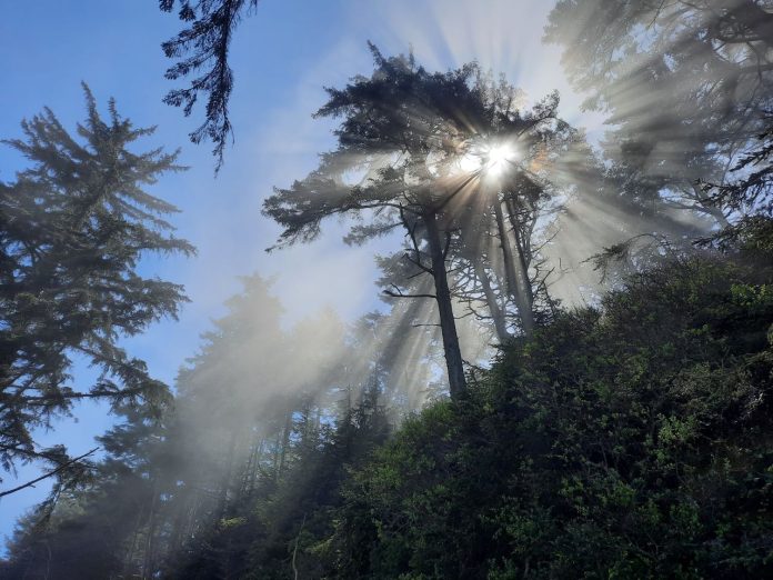 Dungeness-Spit-sun-through-fog-Doug-Trumm Sunlight filters through fog fathered over a stand of Sitka spruce on a bluff overlooking the Dungeness Spit.