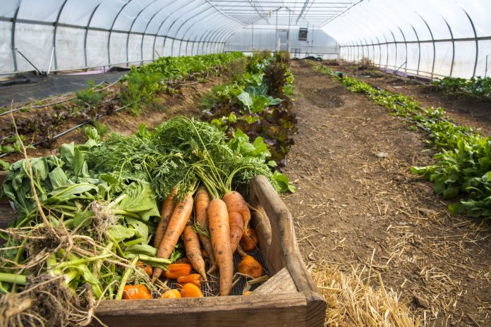 image A box of carrots and other produce with rows of plantings in the background.
