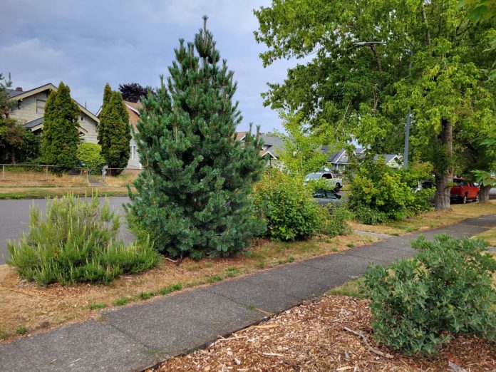 Tacoma Green Blocks planting Cover Photo - Kevin Le