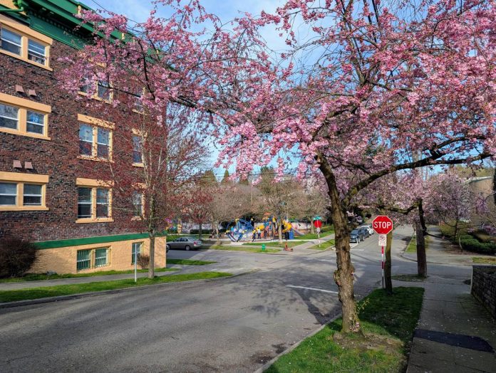 A pink blossoming cherry tree is the right side of the street and a brick historic apartment buidling is on the lefty. A park playground is in the background with kids playing.